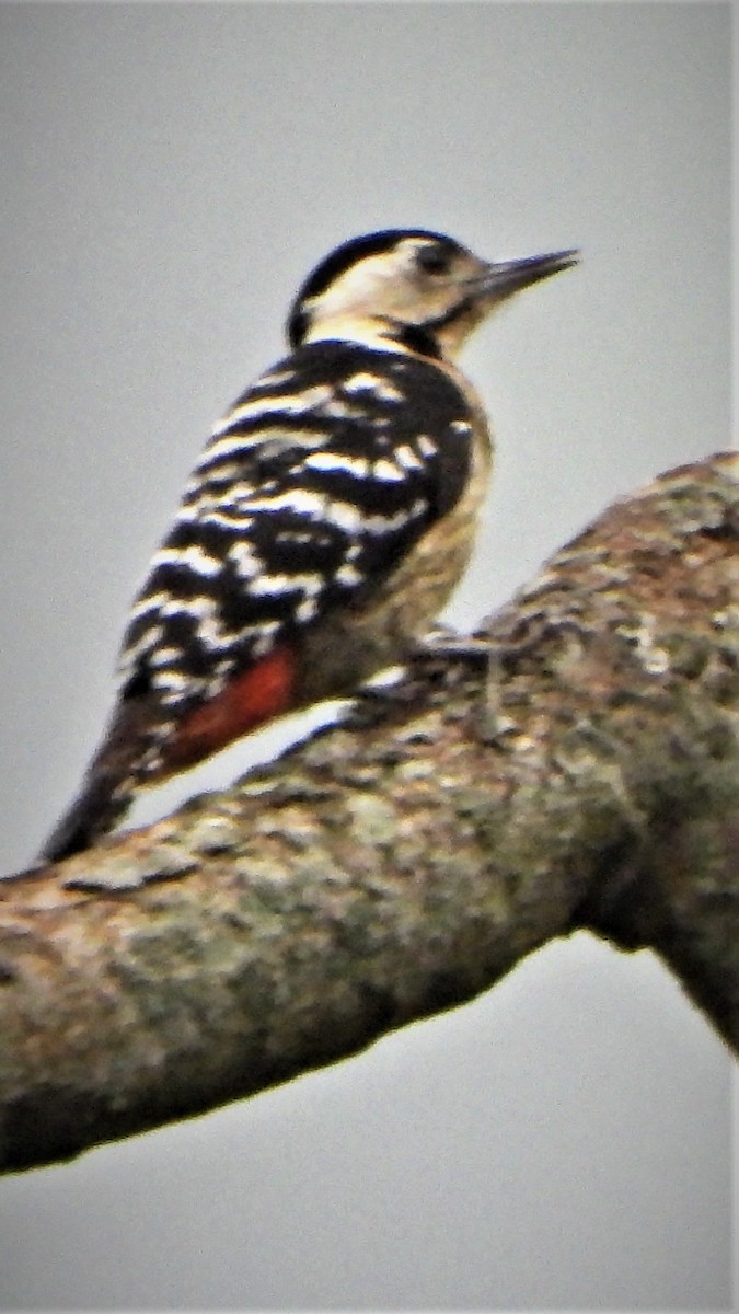 Fulvous-breasted Woodpecker - Girish Chhatpar