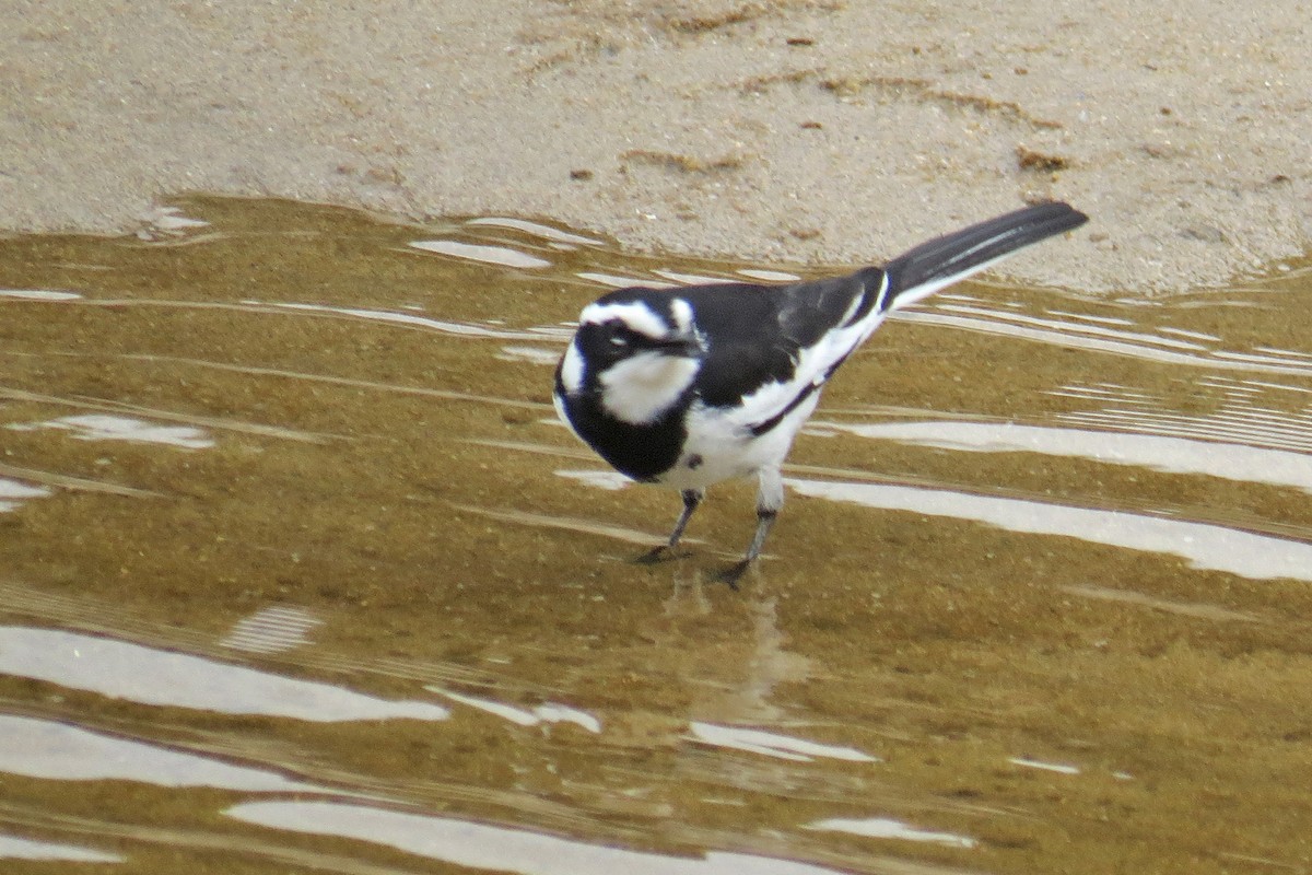 African Pied Wagtail - ML434958291