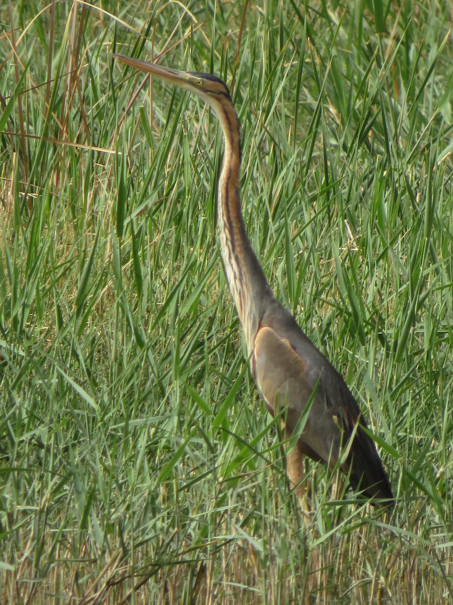 eBird Checklist - 12 Apr 2022 - Azraq Wetland Reserve - 55 species