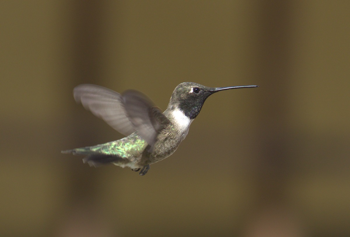 Black-chinned Hummingbird - Curtis Marantz