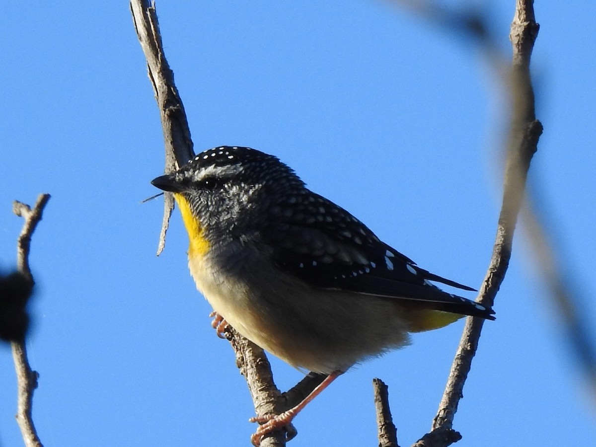 Spotted Pardalote - ML434965591