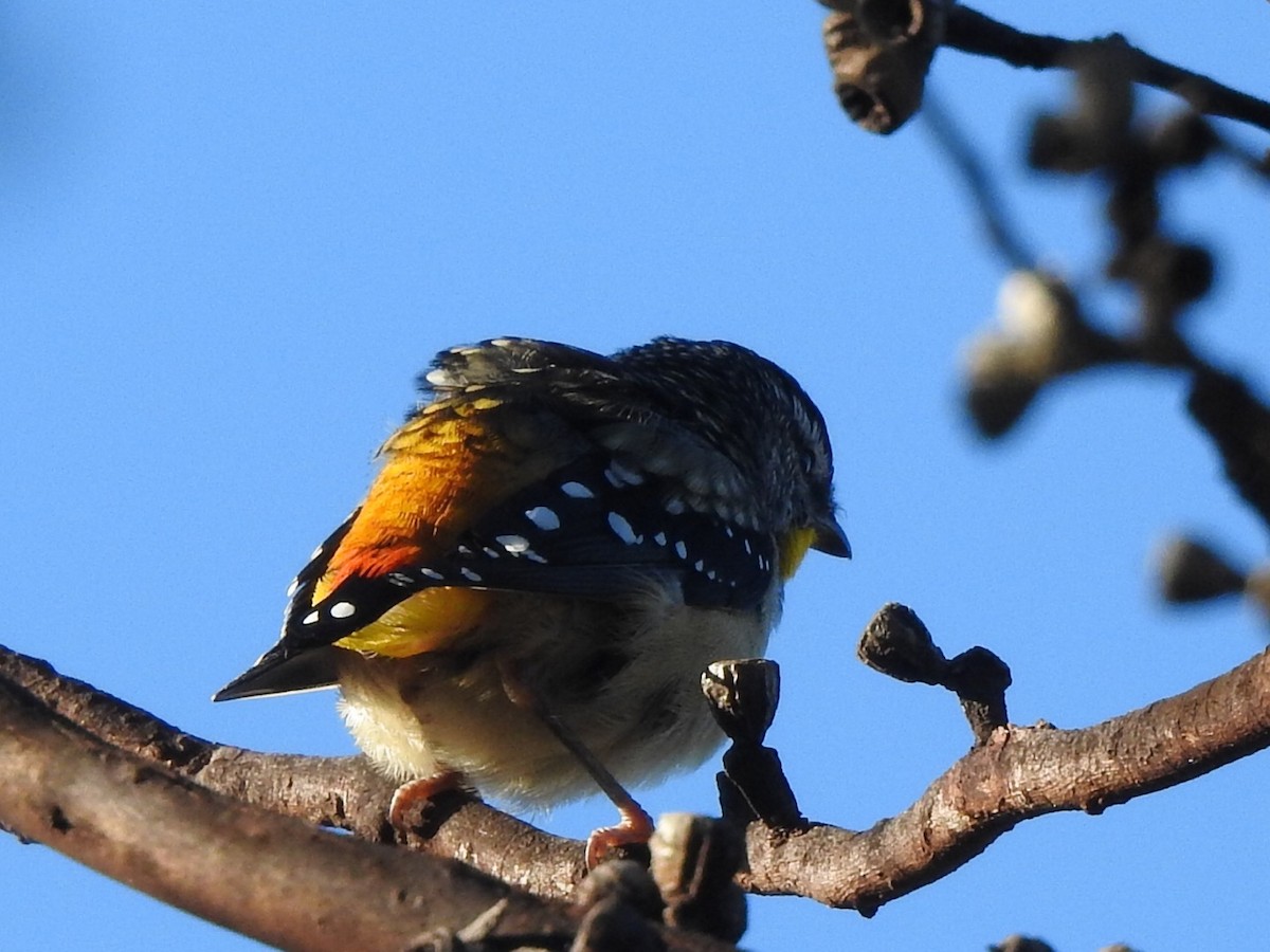 Spotted Pardalote - ML434965601