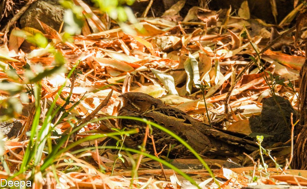 Large-tailed Nightjar - Deepa Wimalasena