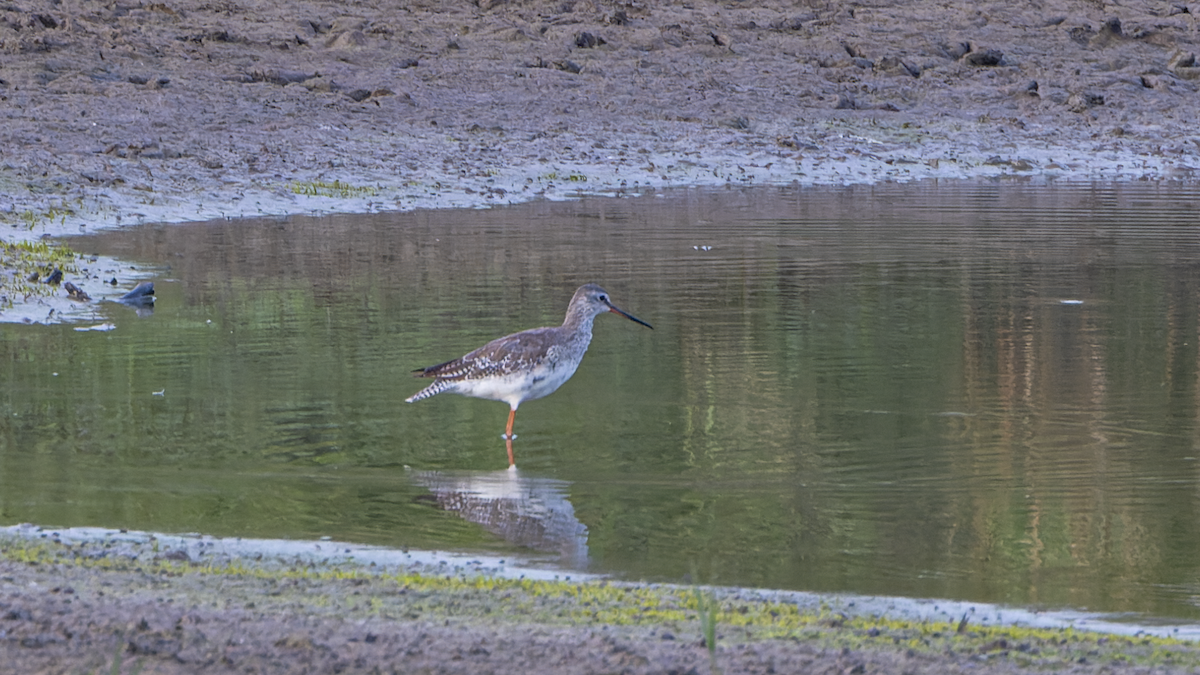 Spotted Redshank - ML434966791