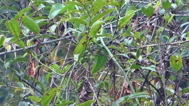 Sichuan Leaf Warbler - ML434971461