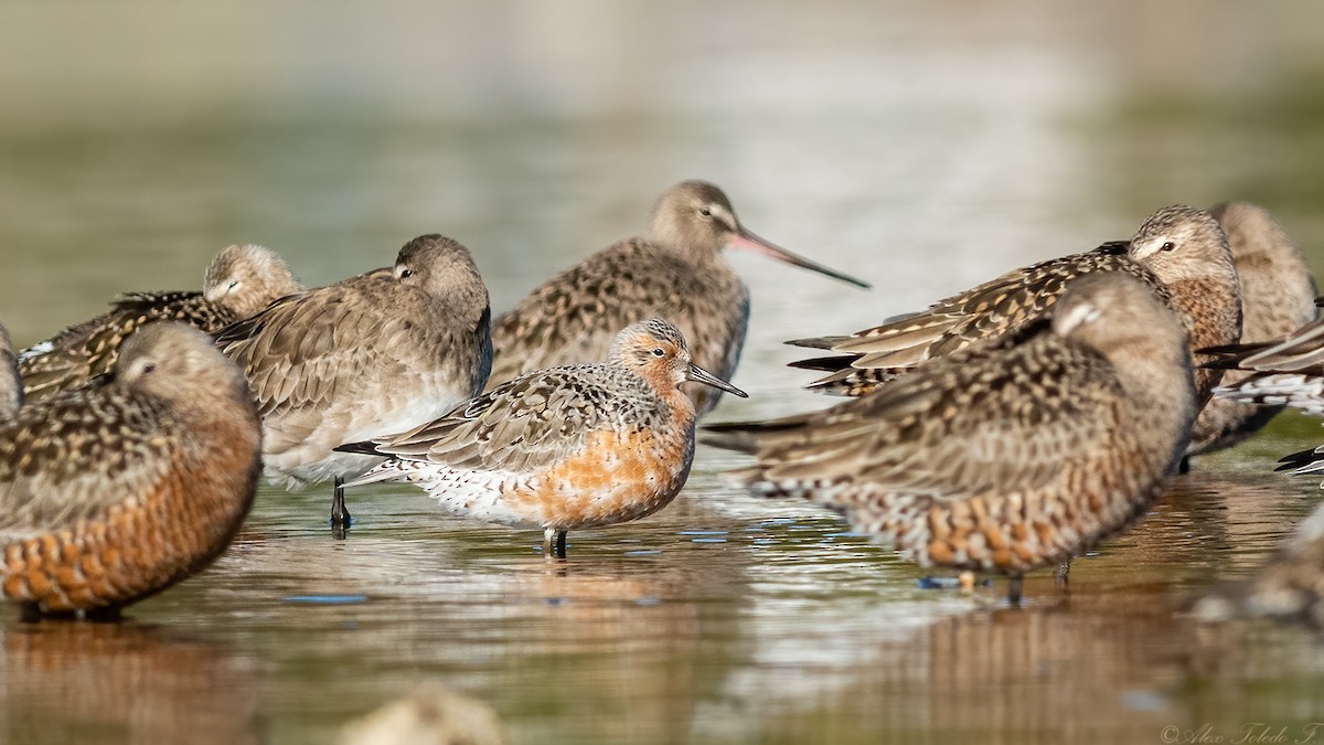 Red Knot - ML434980011