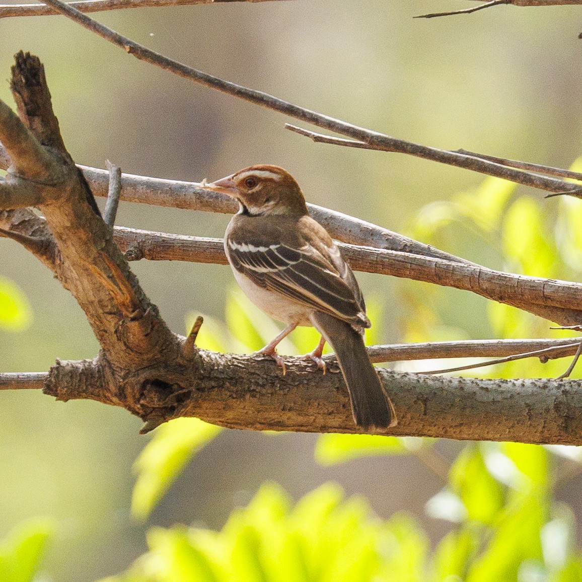 Chestnut-crowned Sparrow-Weaver - Steve McInnis