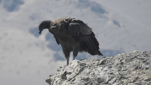 Andean Condor - ML434983661
