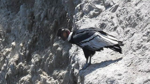 Andean Condor - ML434985071