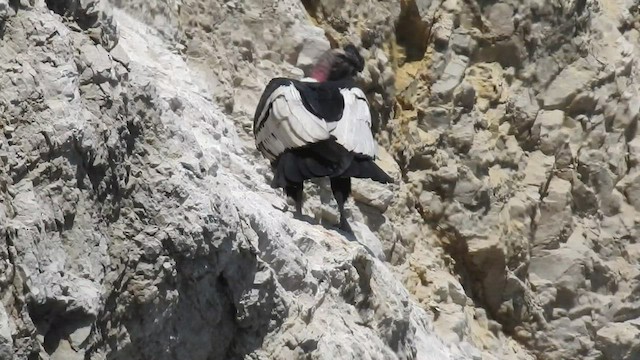 Andean Condor - ML434985251
