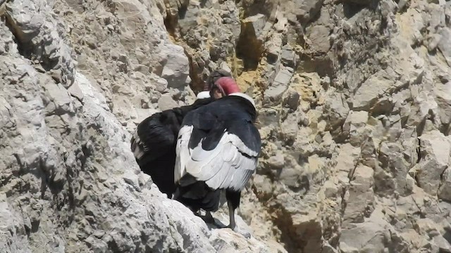 Andean Condor - ML434985711