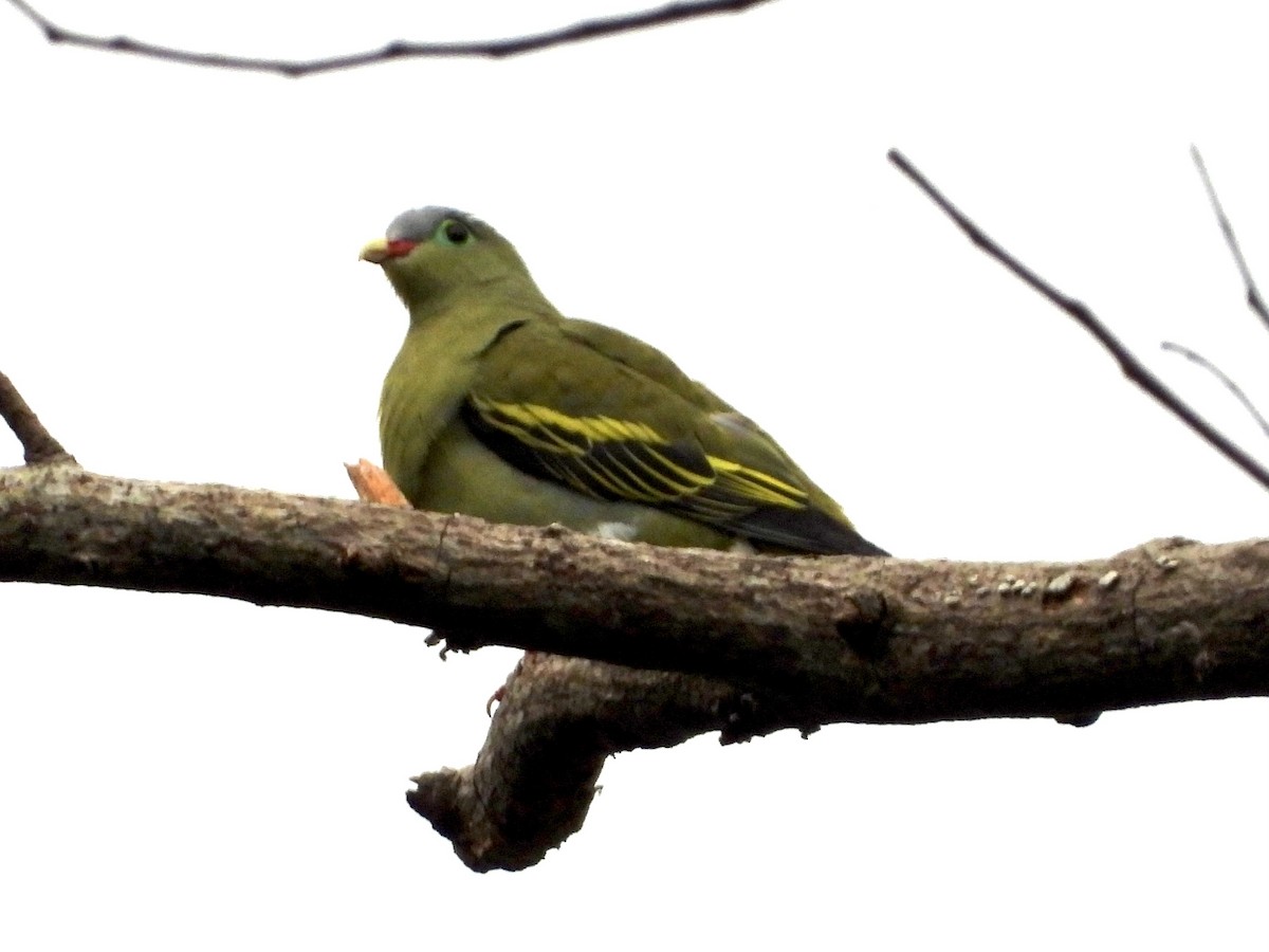 Thick-billed Green-Pigeon - ML434991421