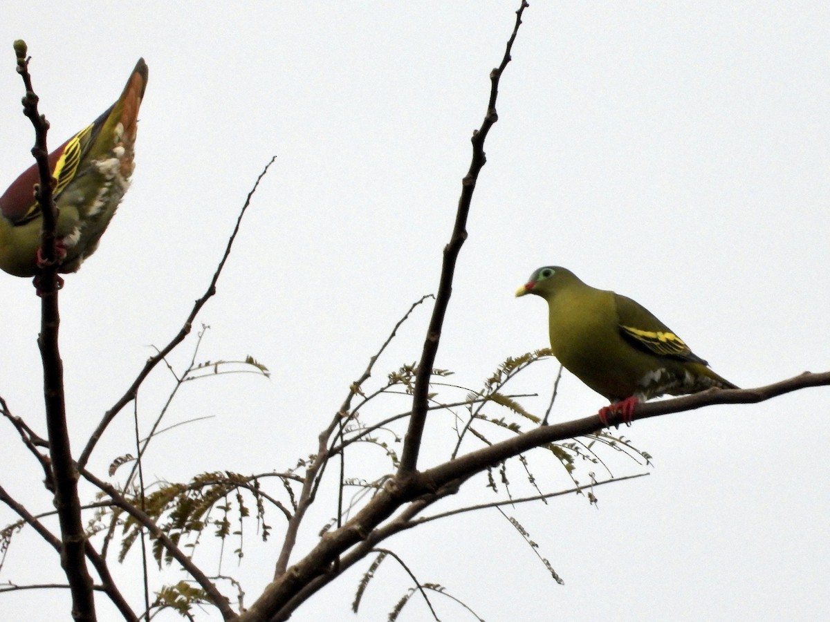 Thick-billed Green-Pigeon - ML434991431