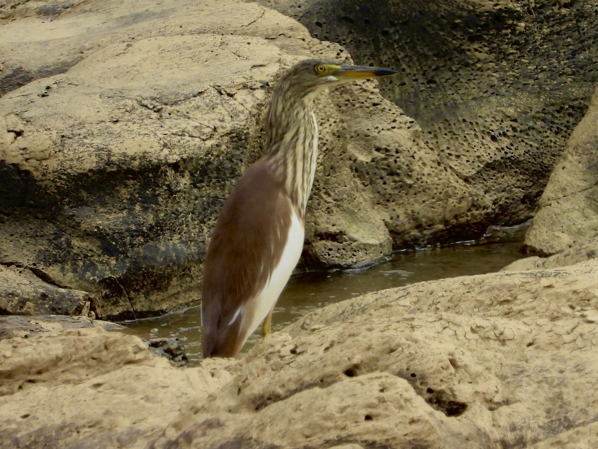 Chinese Pond-Heron - GARY DOUGLAS