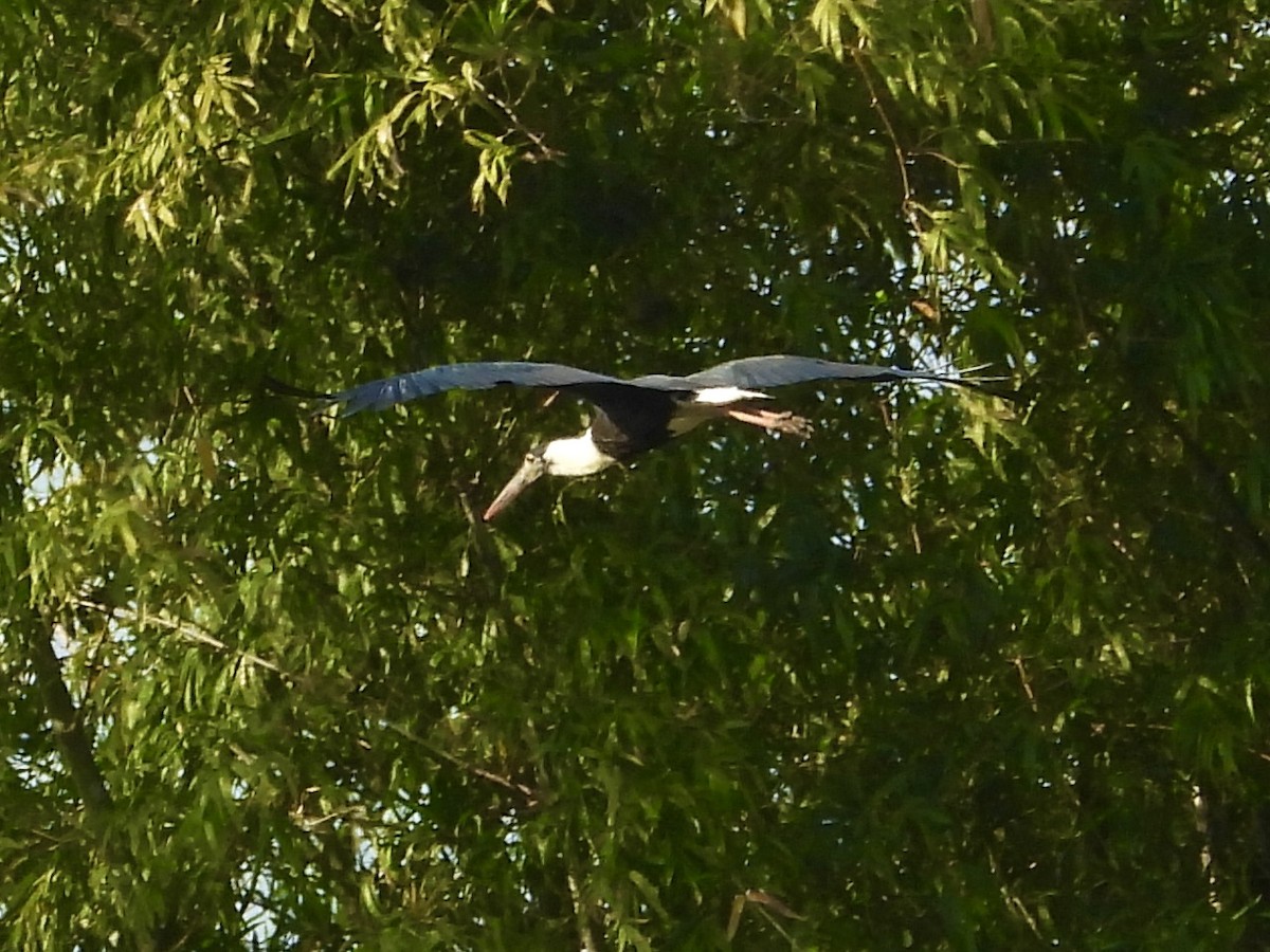 Asian Woolly-necked Stork - ML434992611