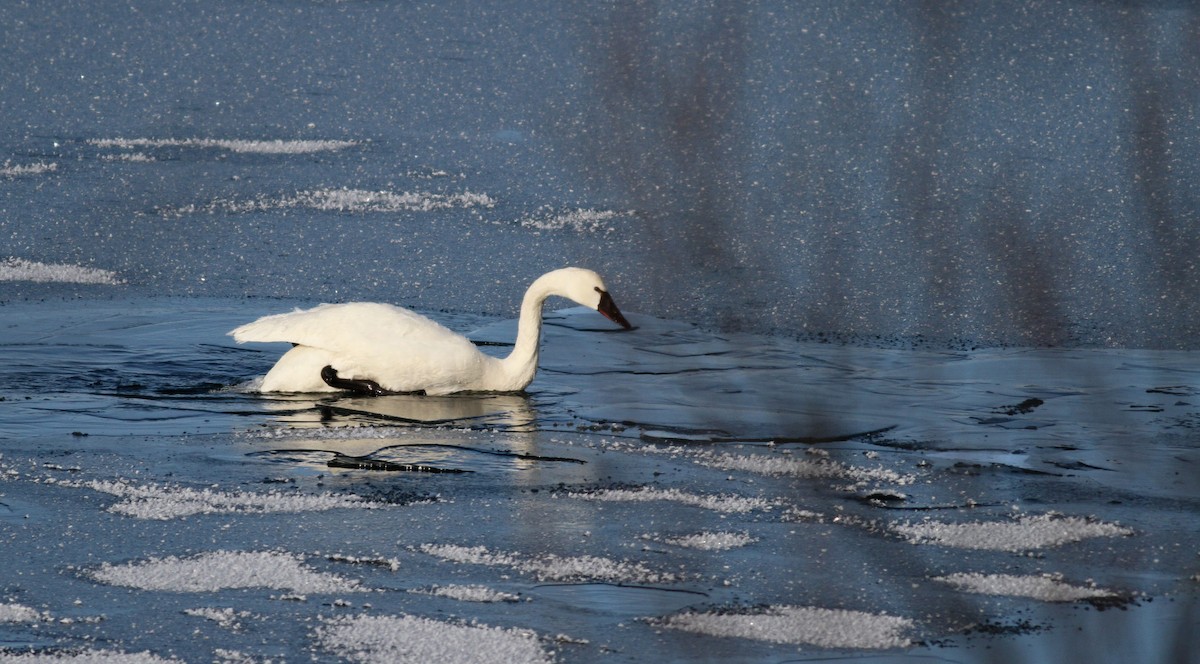 Tundra Swan (Whistling) - ML43499601