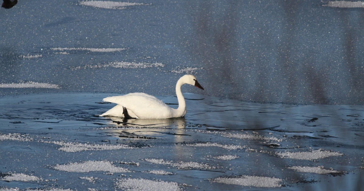 Tundra Swan (Whistling) - ML43499621