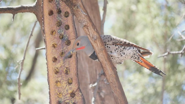 Northern Flicker (Red-shafted) - ML434997411