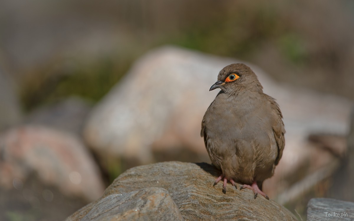 Bare-eyed Ground Dove - ML434997821