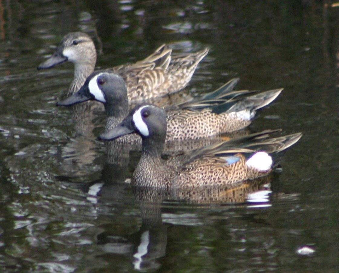 Blue-winged Teal - ML43500141