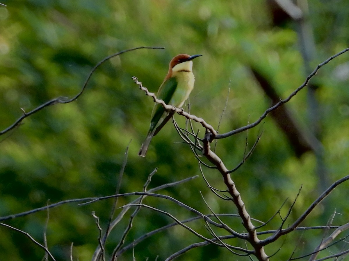 Chestnut-headed Bee-eater - ML435002871