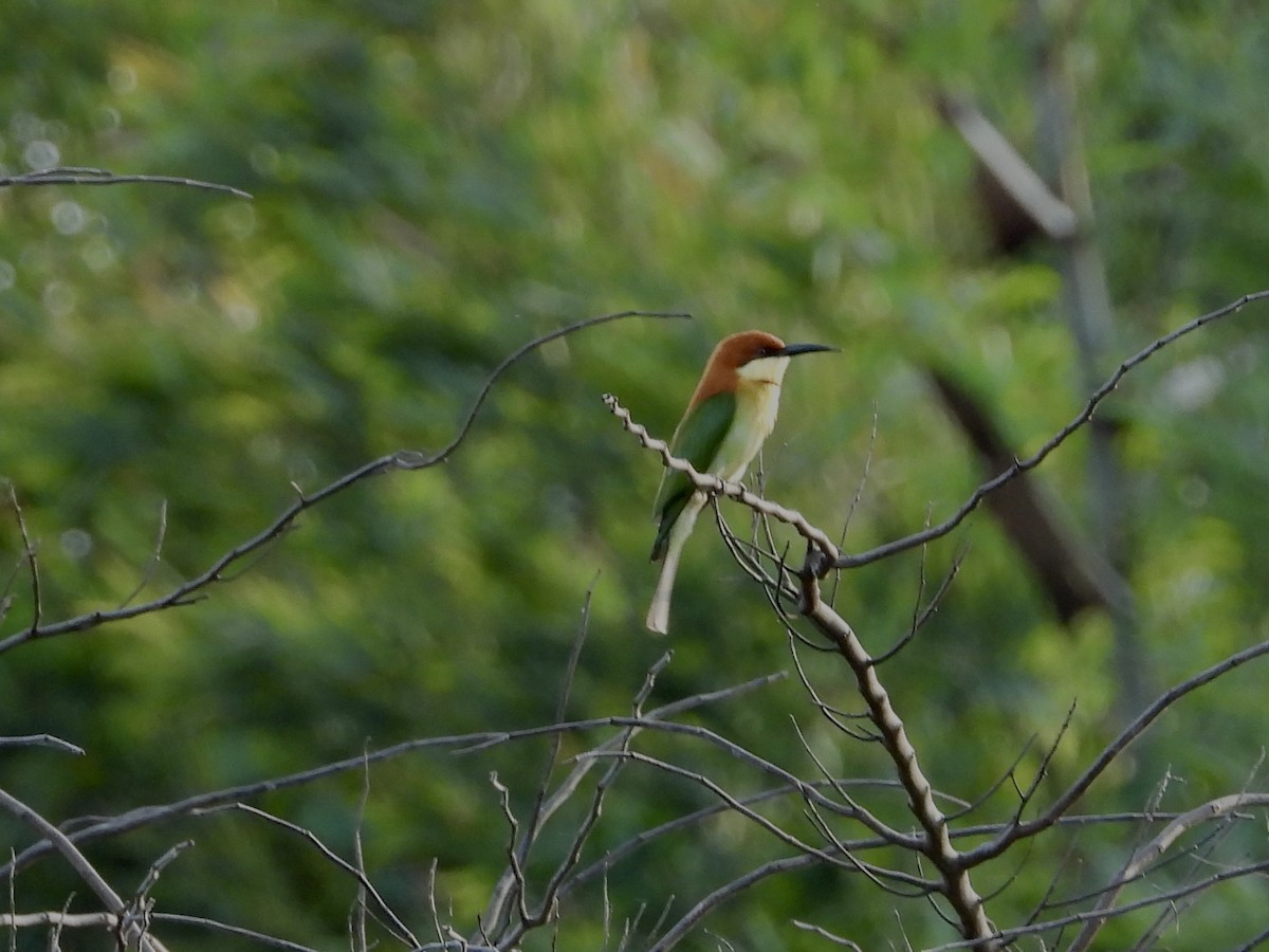 Chestnut-headed Bee-eater - GARY DOUGLAS