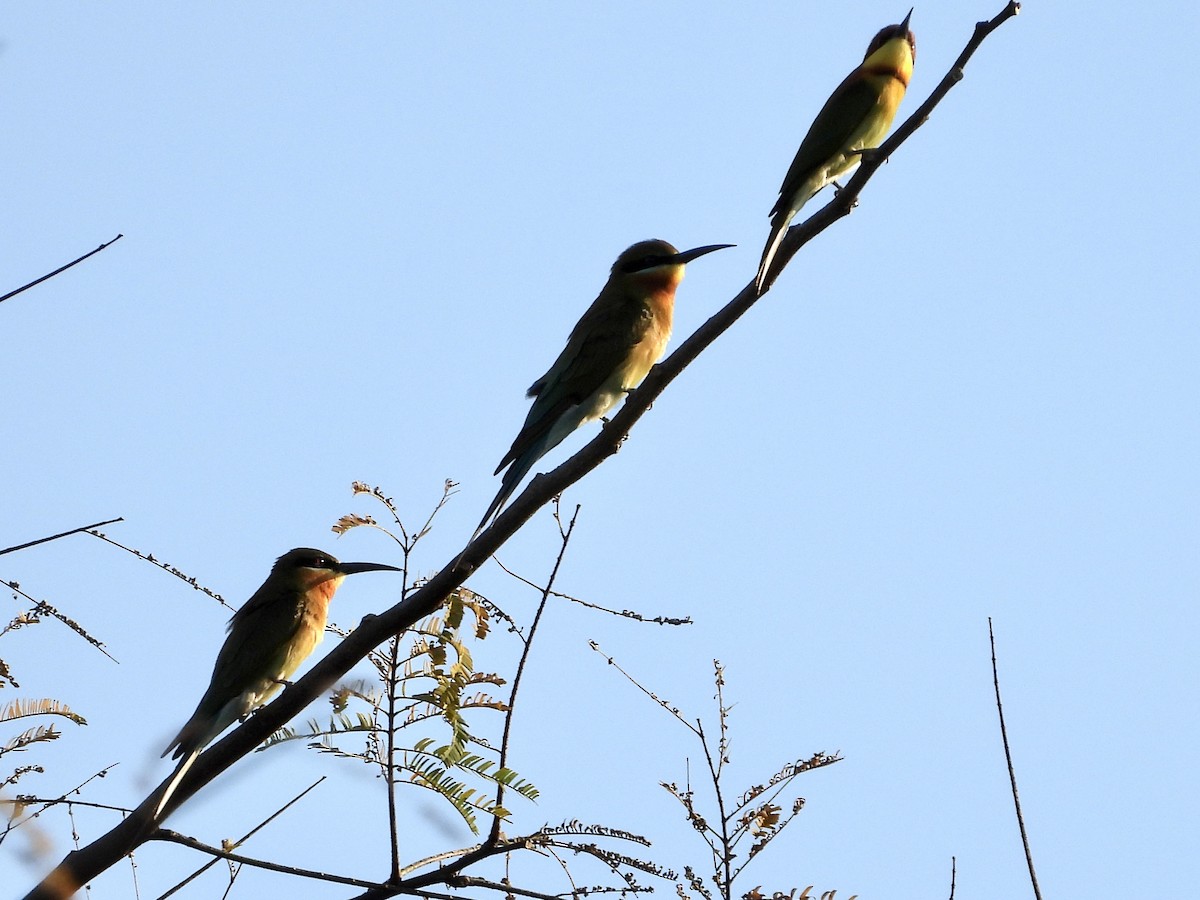 Blue-tailed Bee-eater - GARY DOUGLAS