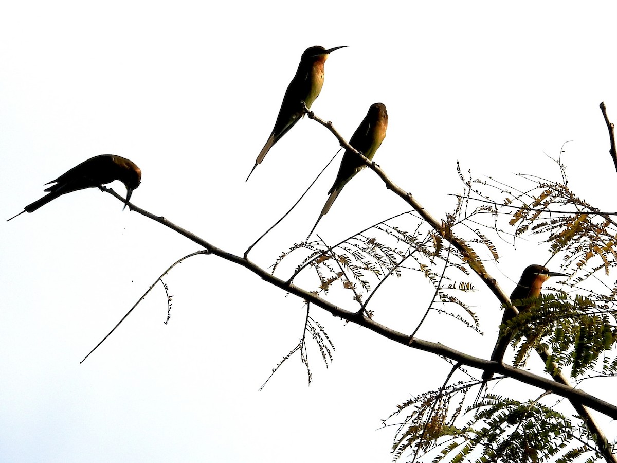 Blue-tailed Bee-eater - GARY DOUGLAS