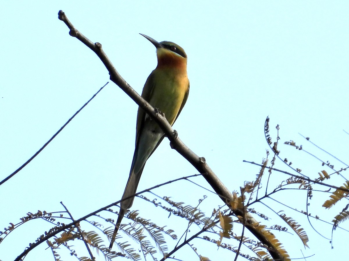 Blue-tailed Bee-eater - ML435002971