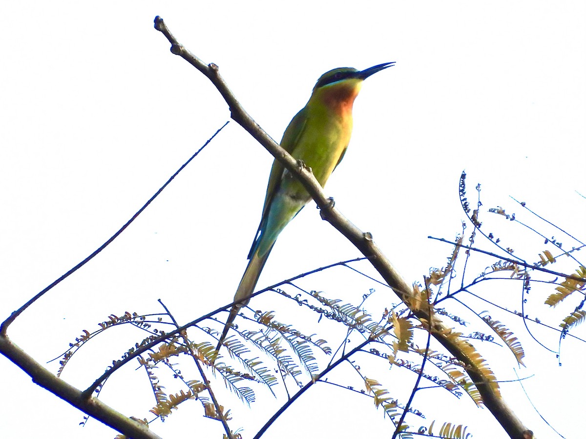 Blue-tailed Bee-eater - ML435002981