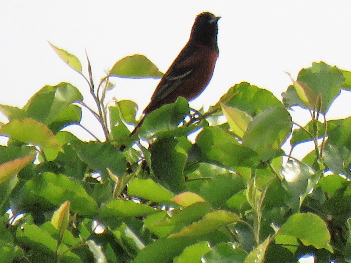 Orchard Oriole - ML435003011