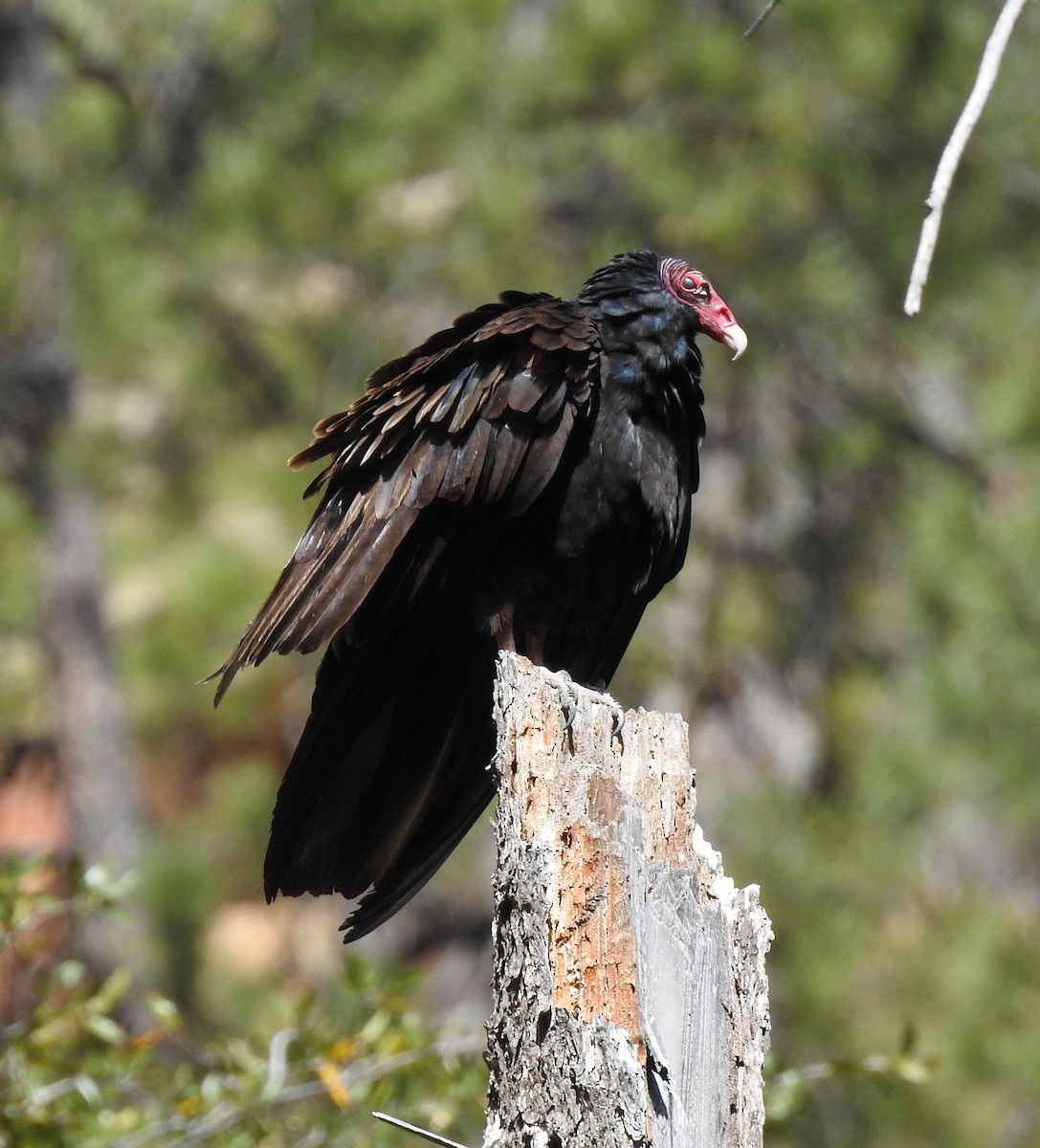 Turkey Vulture - Jane Icenogle
