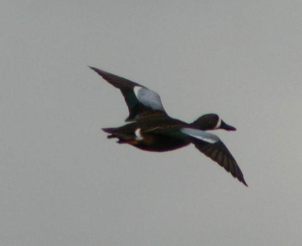 Blue-winged Teal - ML43500671
