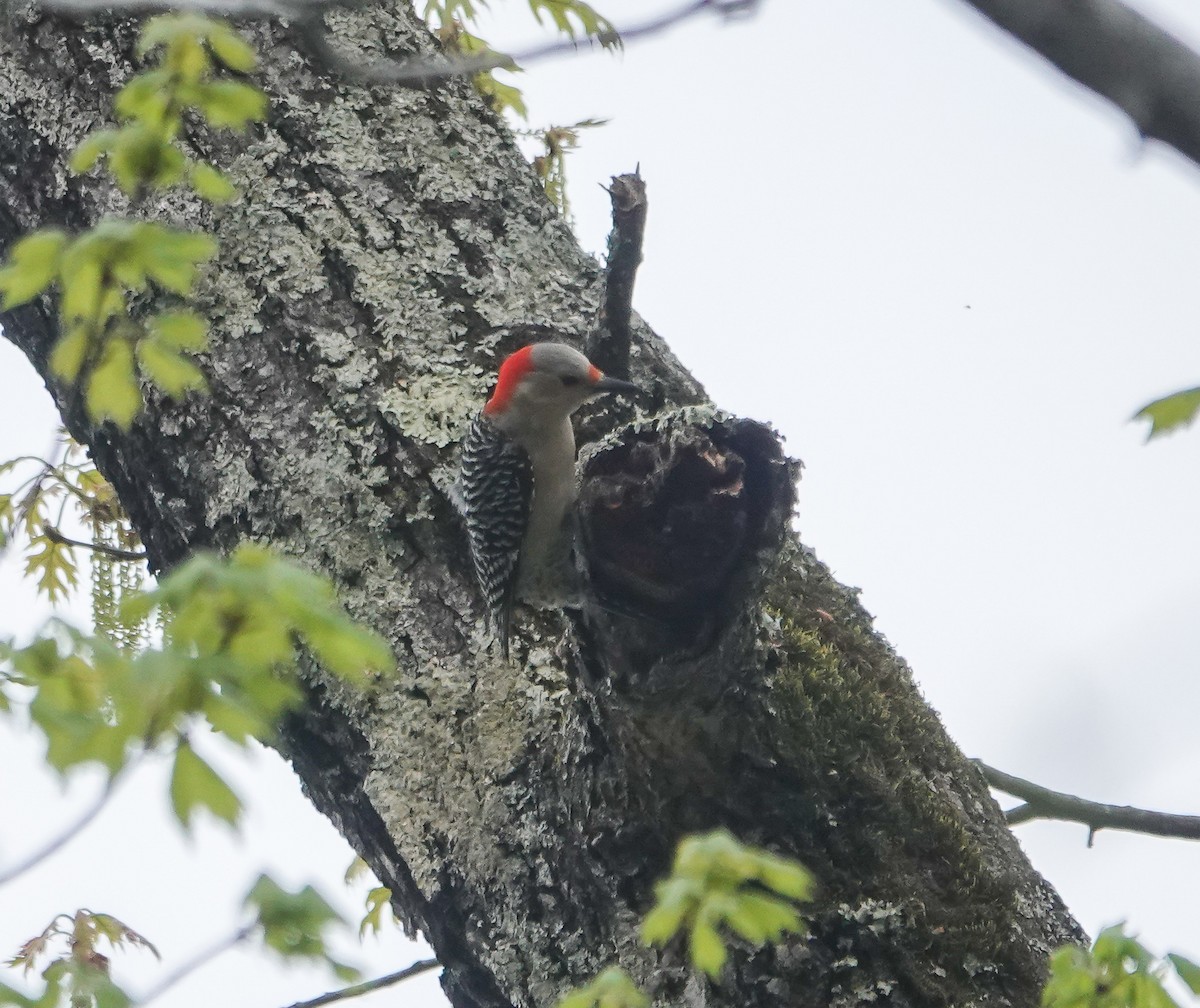 Red-bellied Woodpecker - ML435007591