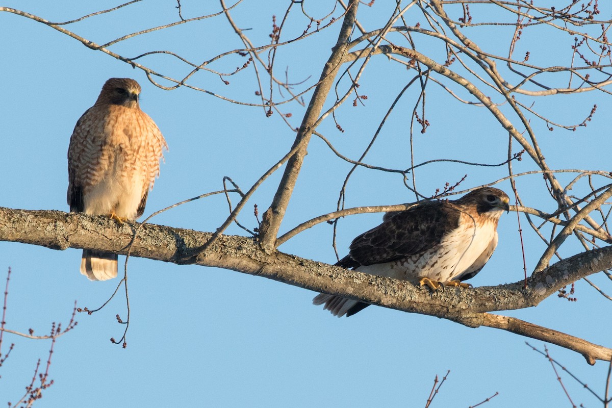 Red-shouldered x Red-tailed Hawk (hybrid) - Louis Bevier