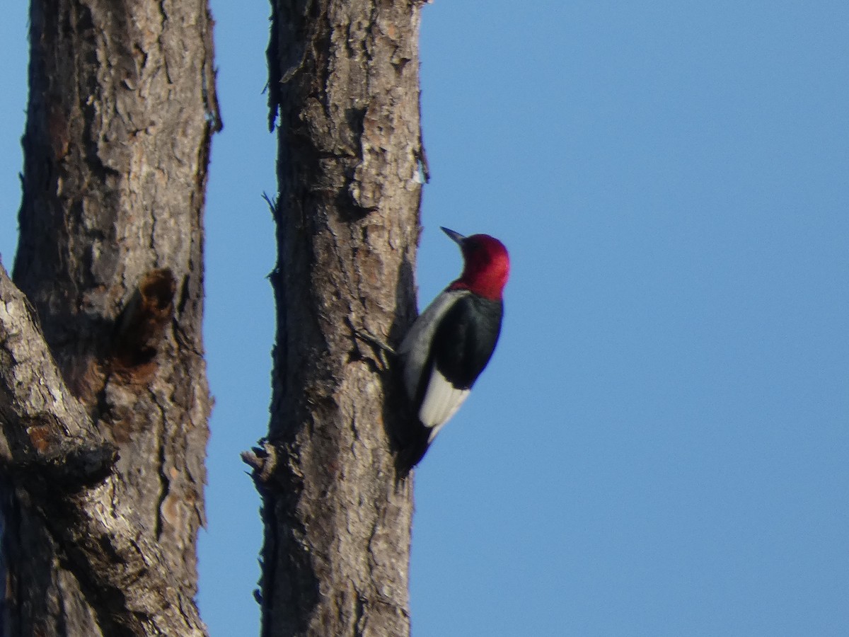 Red-headed Woodpecker - ML435009151
