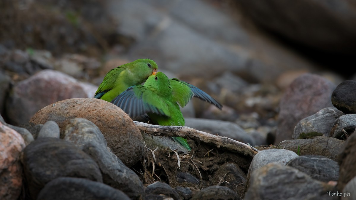 Mountain Parakeet - Carlos Maure