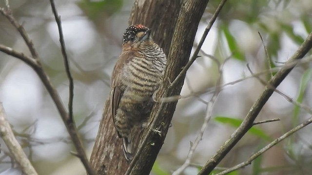 Ochre-collared Piculet - ML435016071