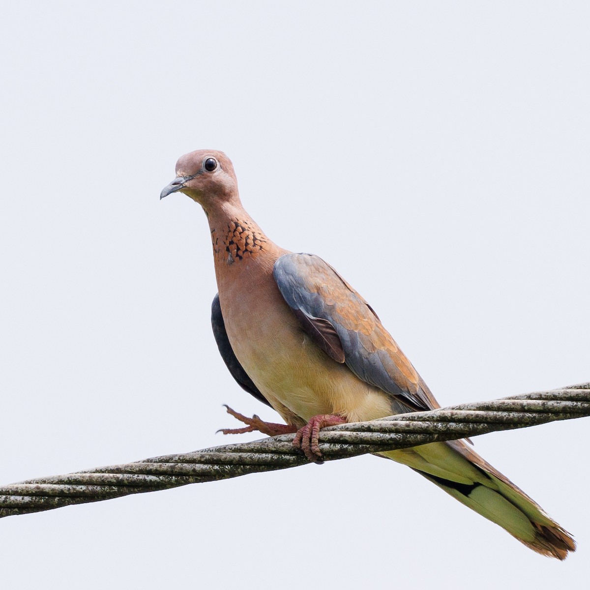 Laughing Dove - ML435019161