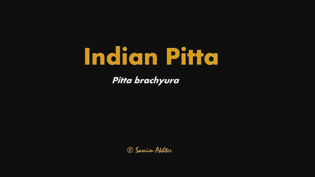 Pita India - ML435021191