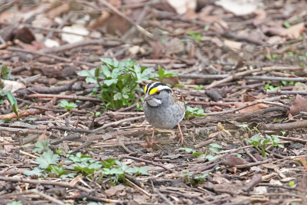 White-throated Sparrow - ML435024351