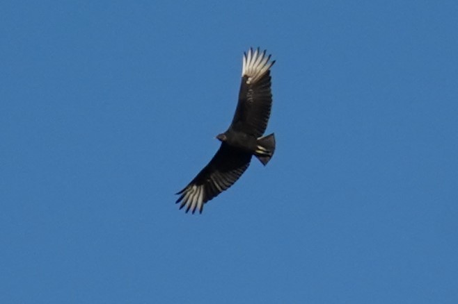 Black Vulture - ML435024631