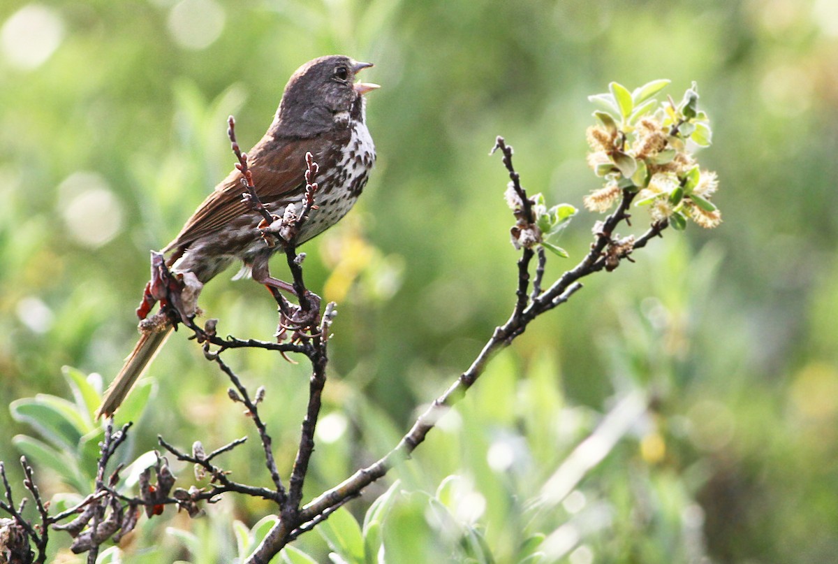 Fox Sparrow (Slate-colored) - ML43502511