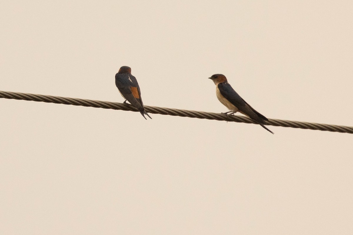 Red-rumped Swallow - ML435025611