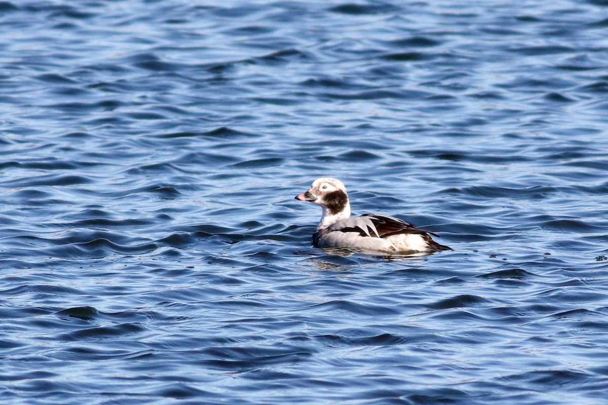 Long-tailed Duck - ML435025671