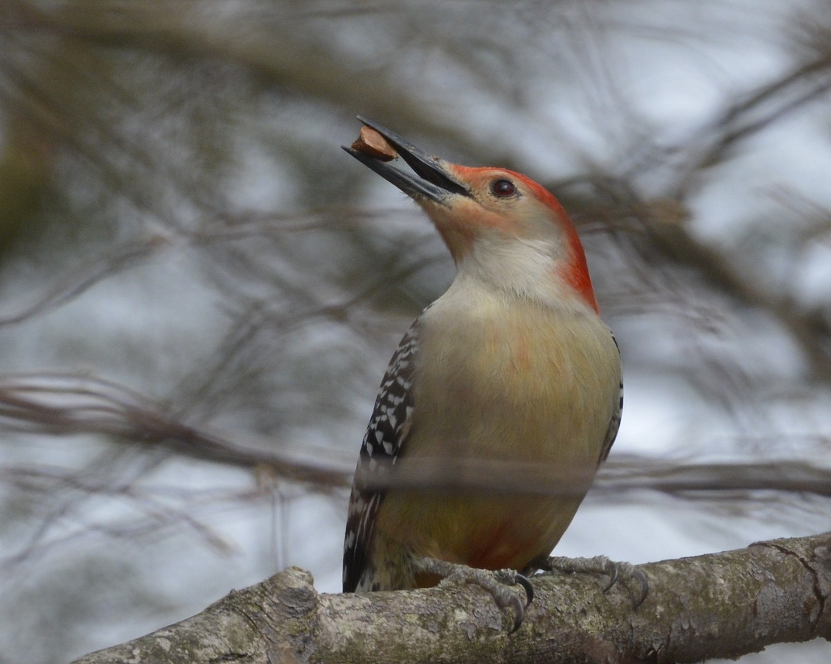 Red-bellied Woodpecker - ML435032861