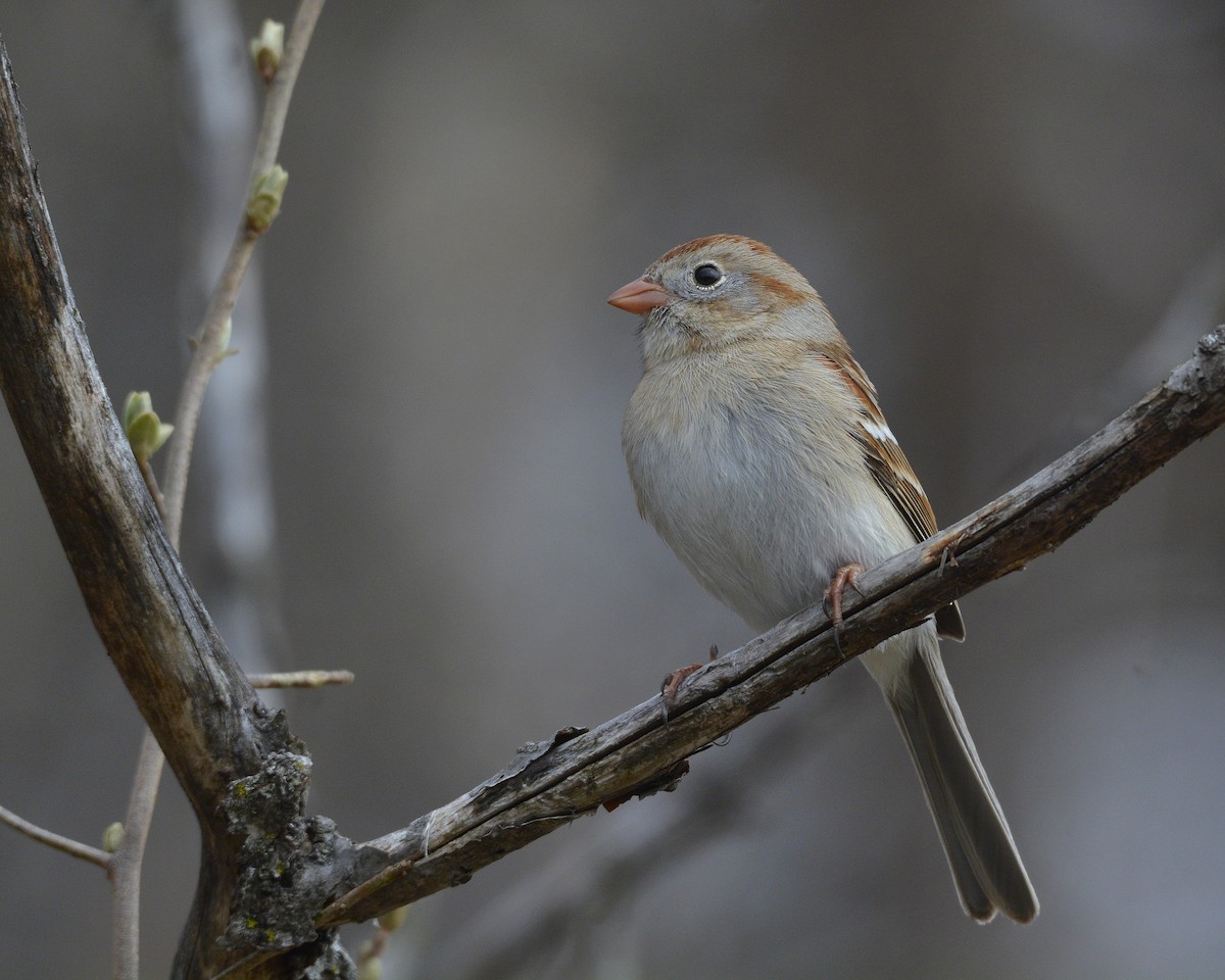 Field Sparrow - David Kennedy