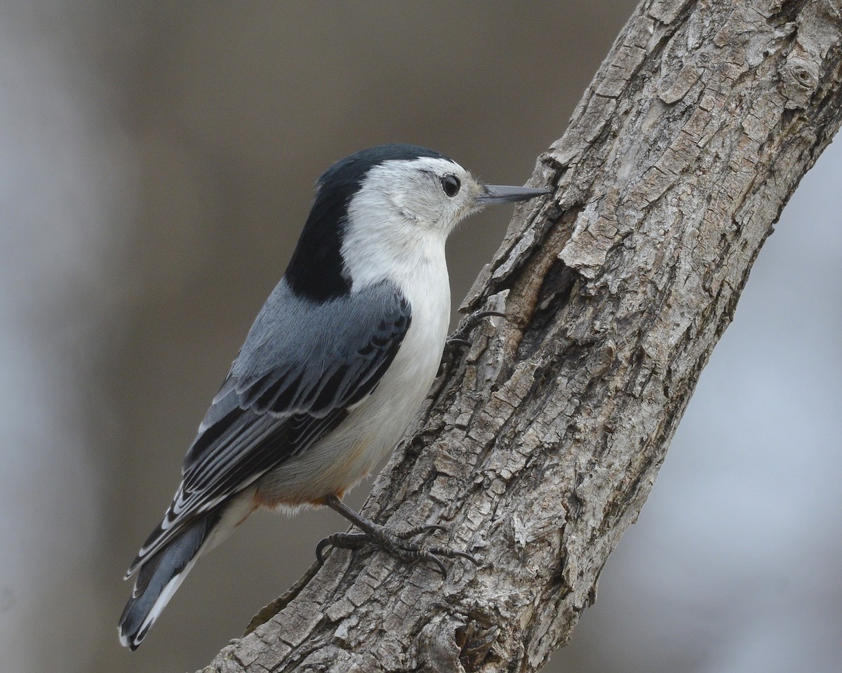 White-breasted Nuthatch - David Kennedy