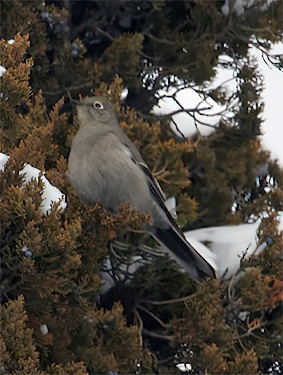 Townsend's Solitaire - ML435036921