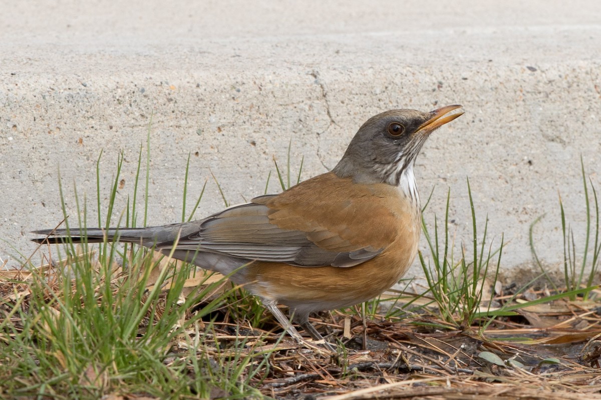 Rufous-backed Robin - Louis Bevier